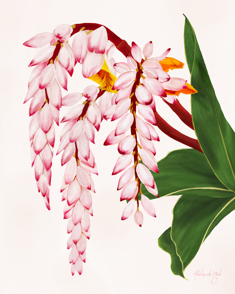 Shell Ginger | Aloha de Mele